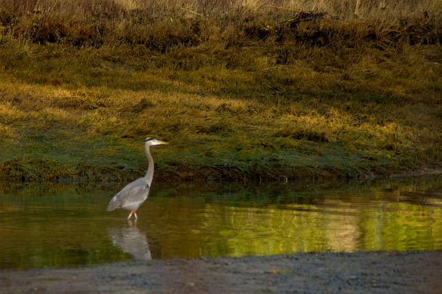 Blue Heron