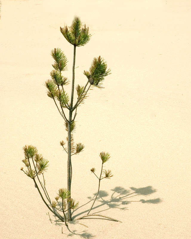 Shadow In The Sand