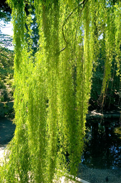 Weeping Willow