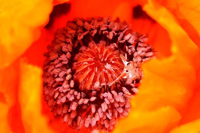 Inside The Poppy