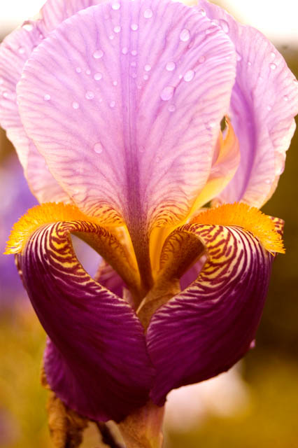Iris