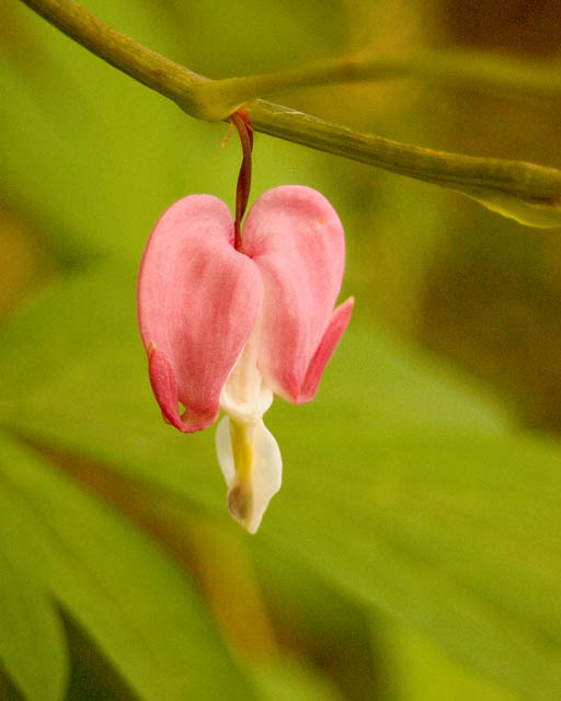 Lonely Heart