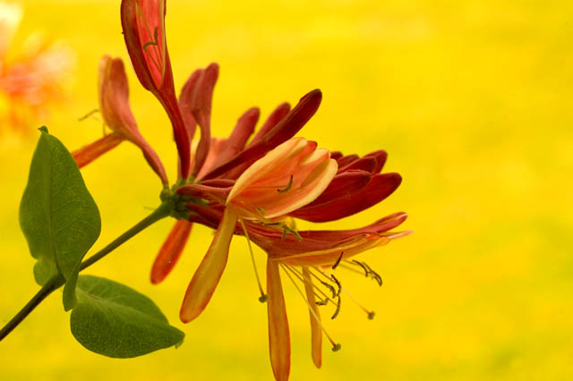 Honeysuckle