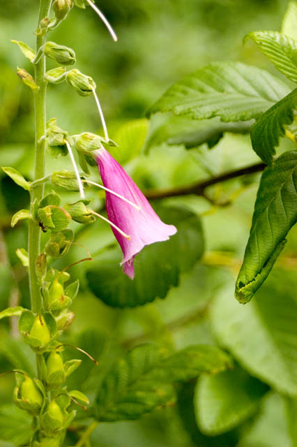 One Bloom Left