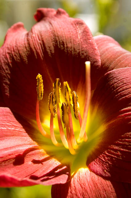 Day Lily