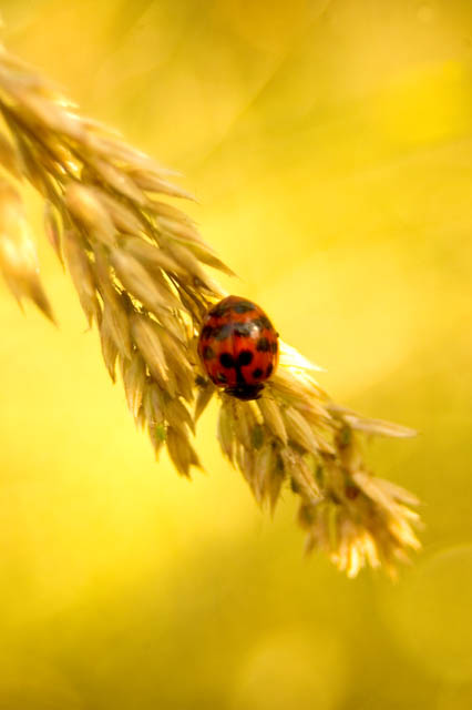 Lady Bug