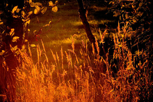 Twilight