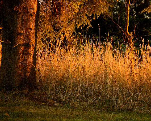 Golden Hour