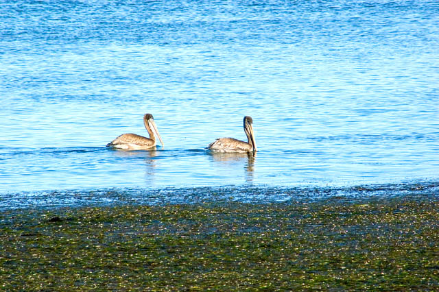 Brown Pelicans