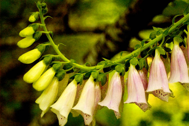 Foxgloves