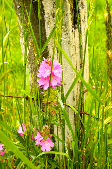 Wild Flowers