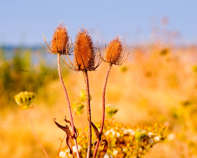 Teasels