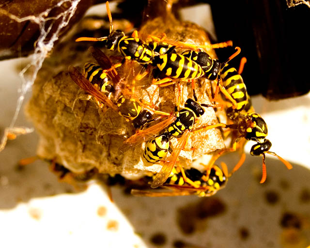 Busy Bees