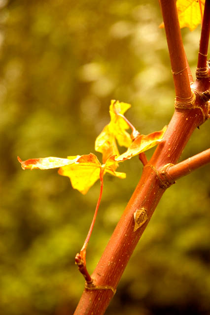 Fall Leaves