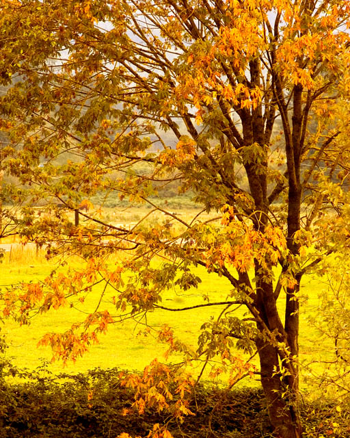 Fall