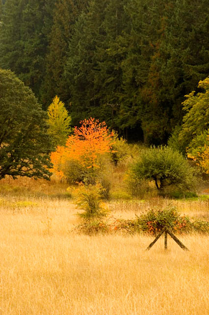 A Touch Of Fall