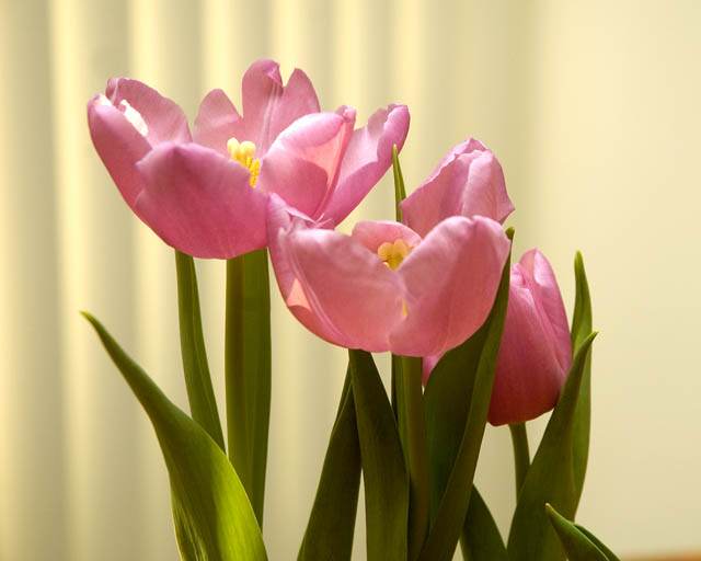 Tulips