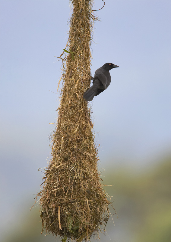 Giant-Cowbird.jpg