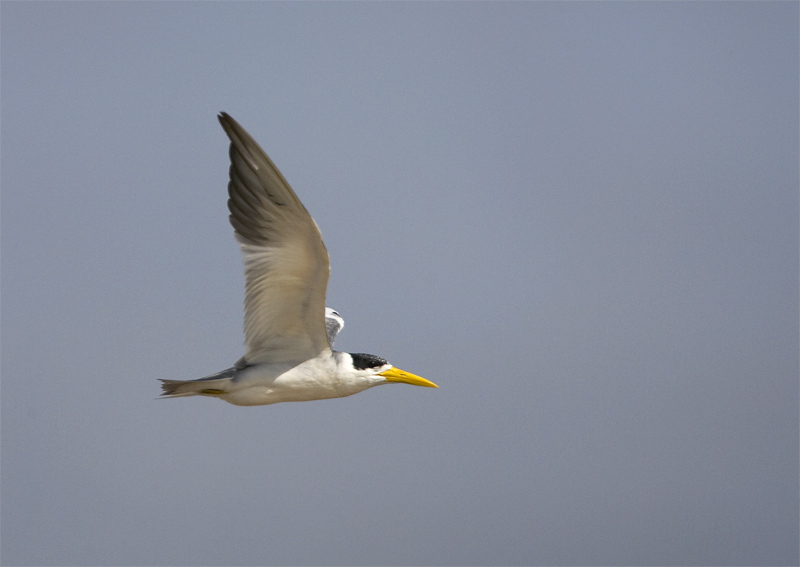 Large-billed-Tern.jpg