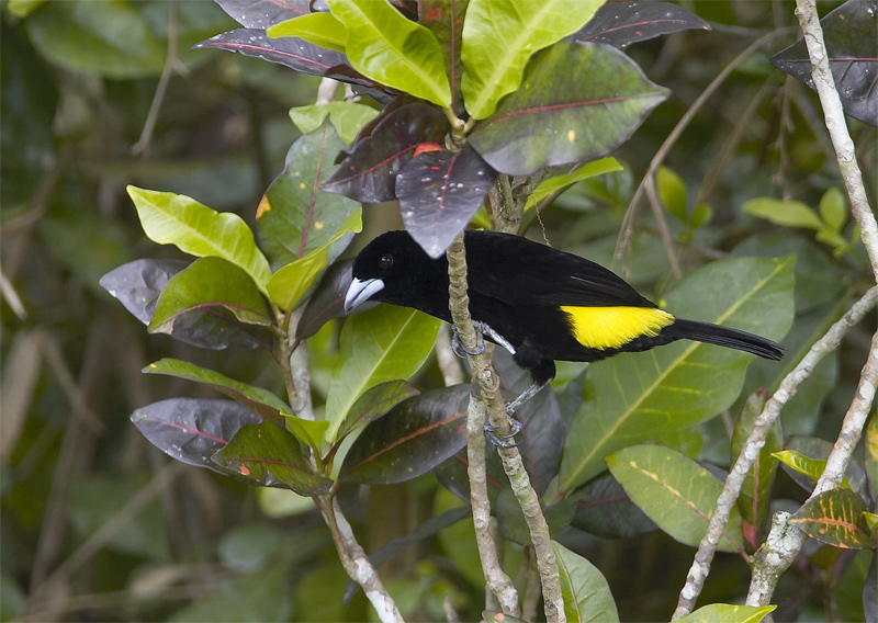 Lemon-rumped-Tanager2.jpg