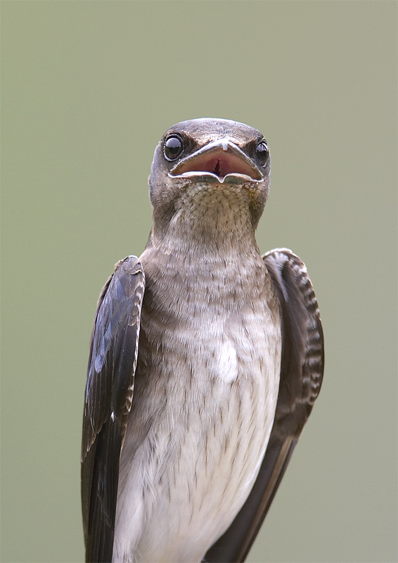 Brown-chested Martin