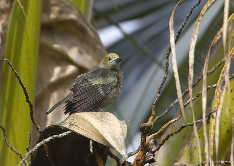 Palm-Tanager.jpg