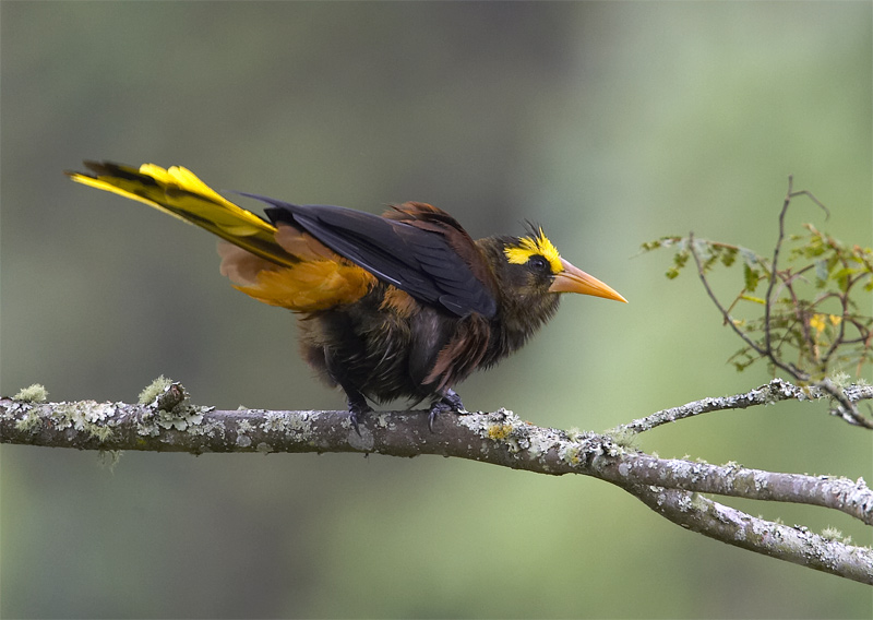 Russet-backed-Oropendola2.jpg