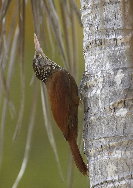 Straight-billed-Woodcreeper.jpg