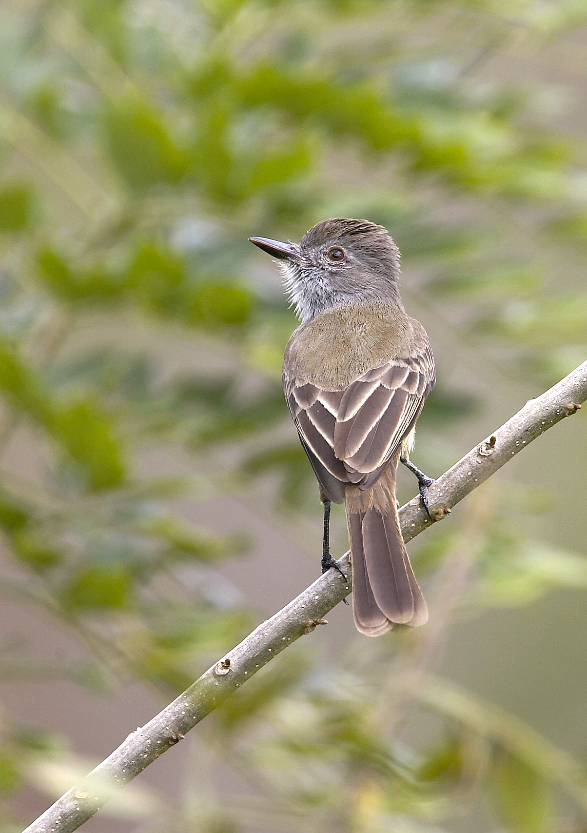 Panama Flycatcher