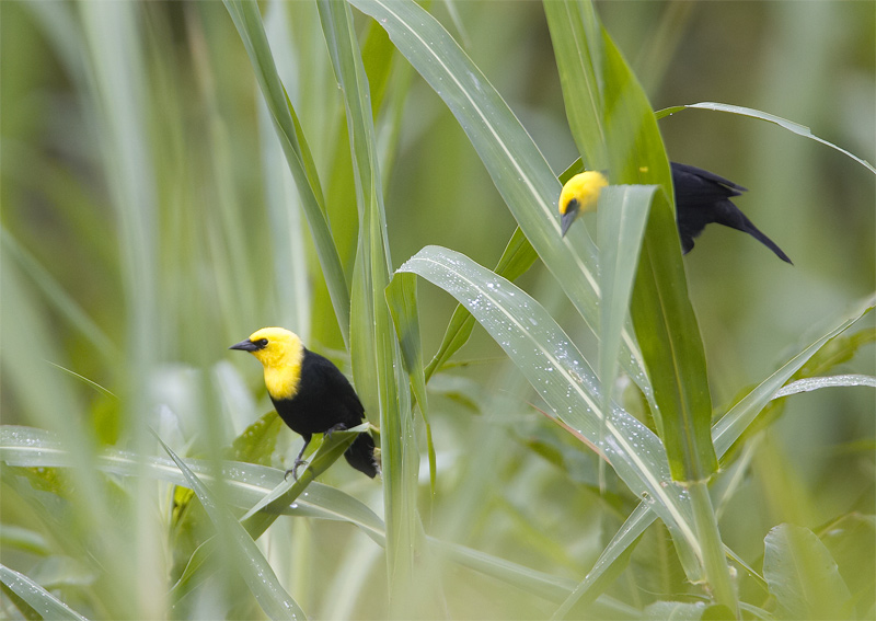 Yellow-hooded-Blackbird.jpg