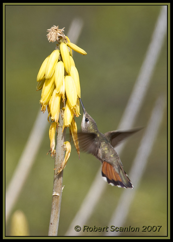 Ruby Topaz Hummingbird