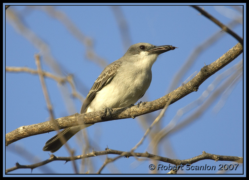 Grey Kingbird