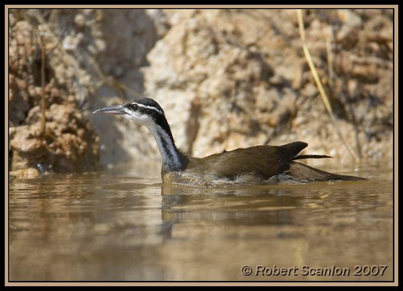 Sungrebe