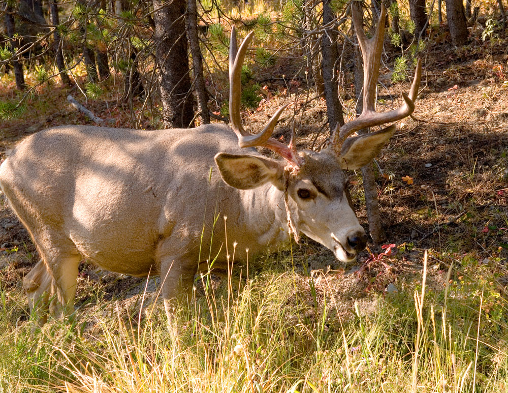 White Tail Buck