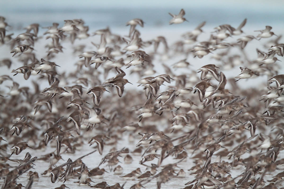 Dunlin