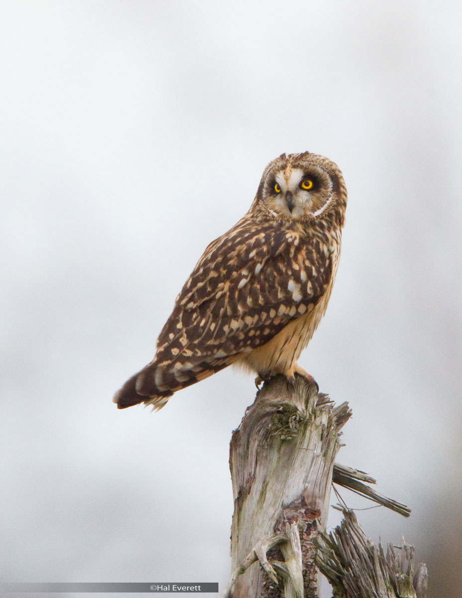 Short Eared Owl