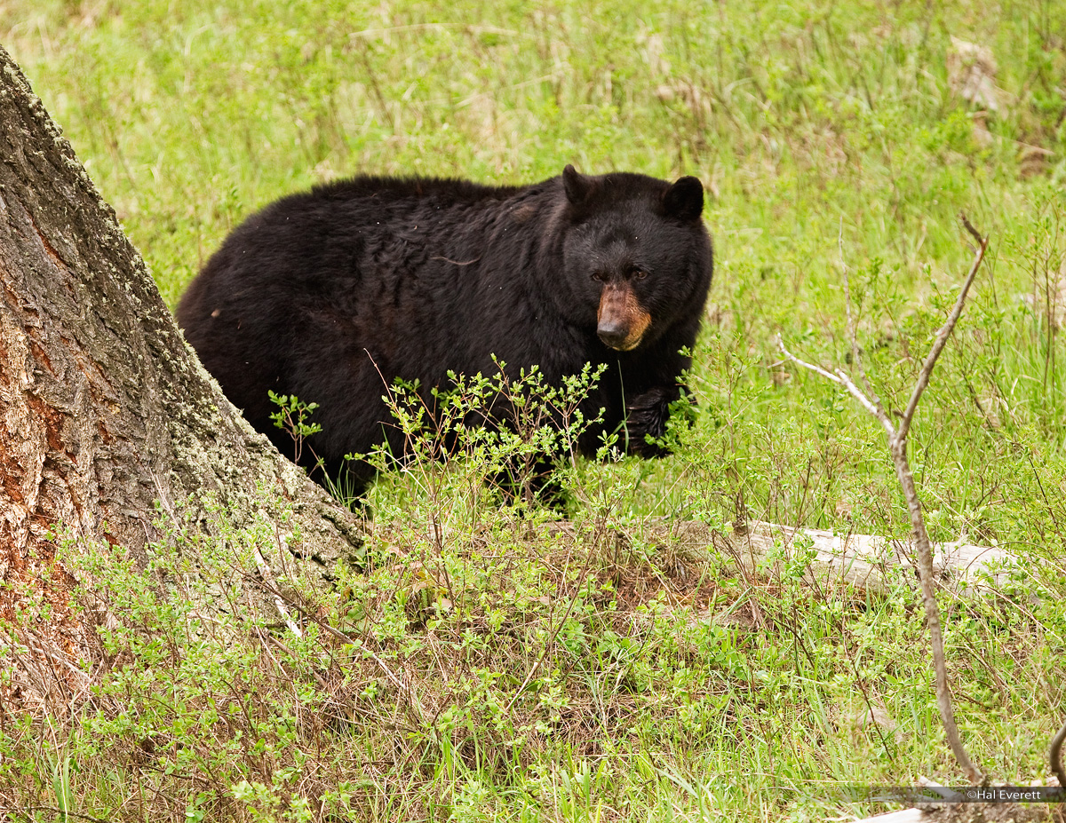 Black Bear