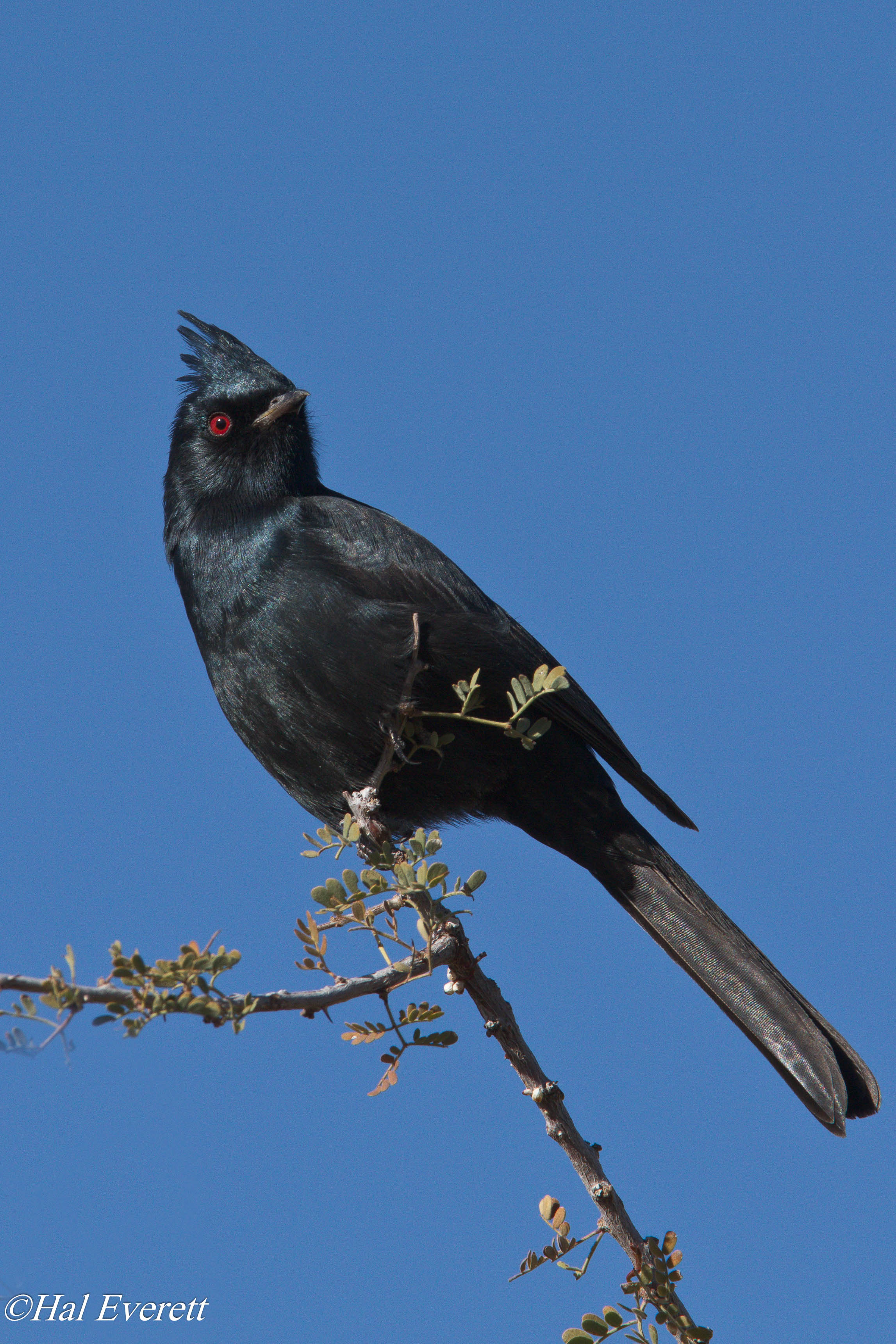 Phainopepla
