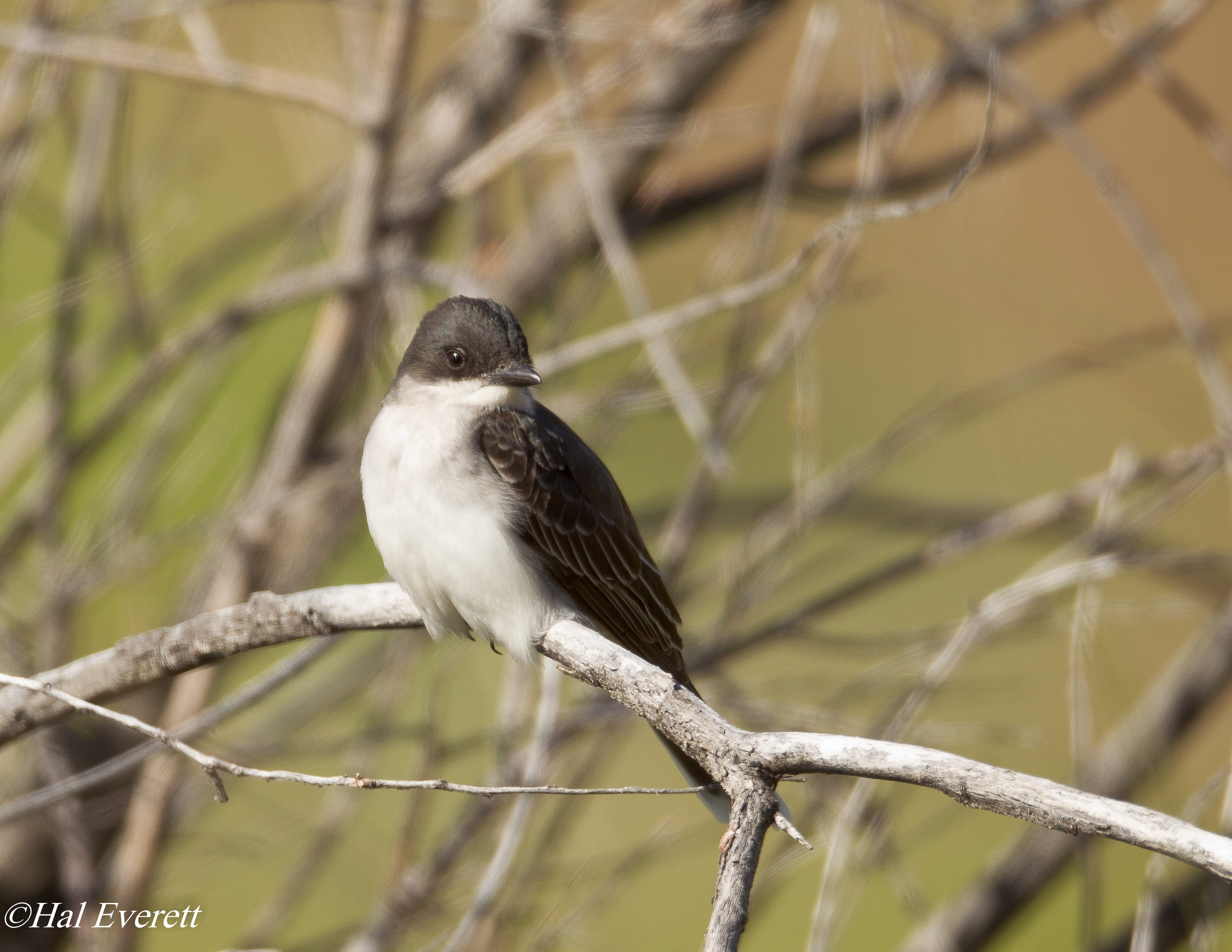 Eastern Kingbird