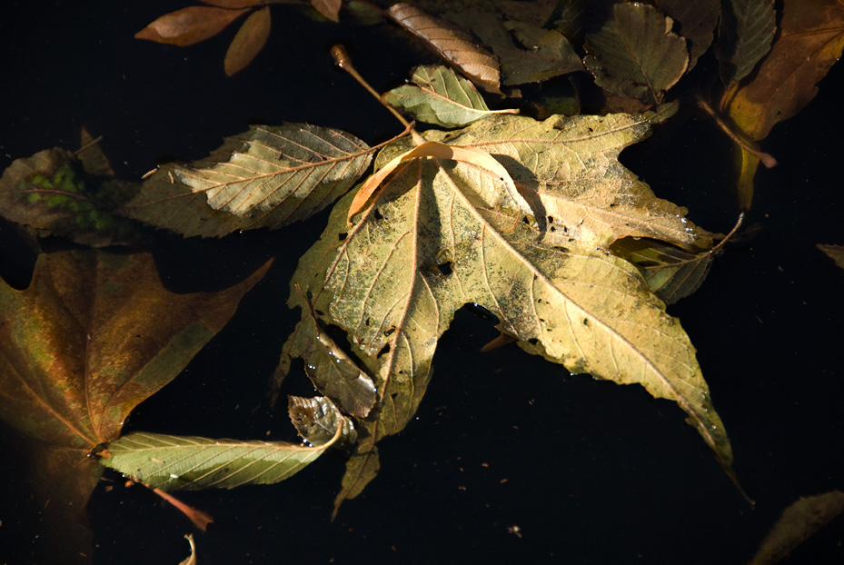Floating leaf - Red Rock Canyon, Sedona