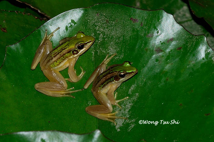 <i>(Rana erythraea)</i> Green Paddy Frog