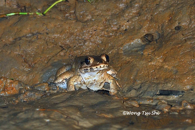 <i>(Limnonectes ingeri)</i> <br />Greater Swamp Frog