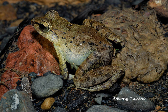 <i>(Limnonectes leporinus)</i><br />Giant River Frog