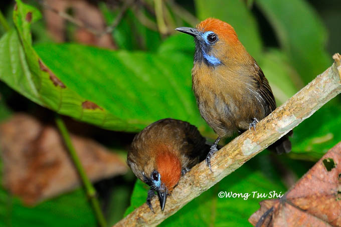 <i>(Macronous ptilosus)</i><br />Fluffy-backed Babbler