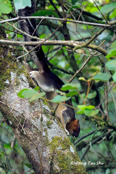<i>(Ratufa affinis sandakanensis) </i><br /> Giant Squirrel
