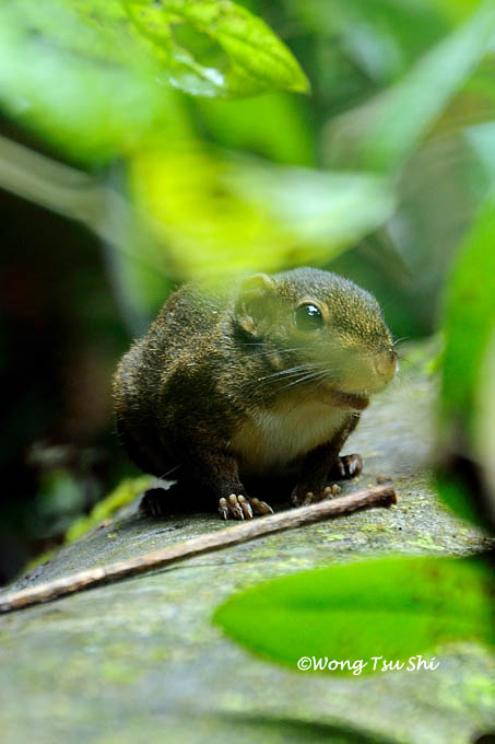 <i>(Sundasciurus lowi)</i> <br />Lows Squirrel