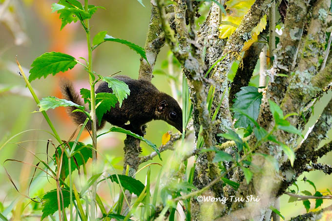 <i>(Tupaia montana)</i><br /> Mountain Treeshrew