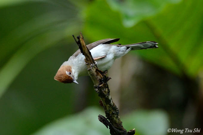 <i>(Staphida everetti)</i><br />*Chestnut-crested Yuhina