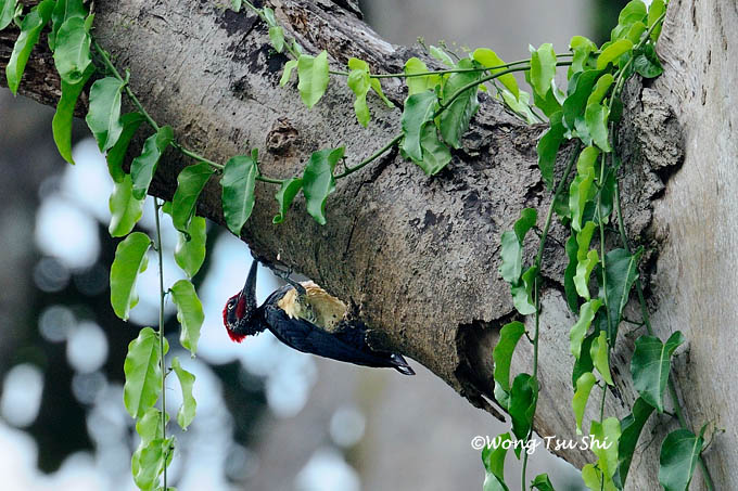 <i>(Dryocopus javensis)</i><br />White-bellied Woodpecker ♂