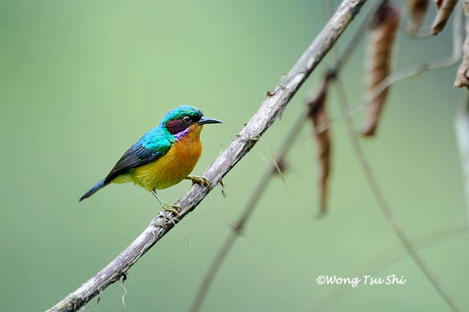 <i>(Chalcoparia singalensis)</i> <br />Ruby-cheeked Sunbird ♂